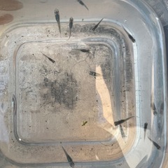 イチオシ✨レックウザ【メダカ】幼魚もしくは成魚の画像