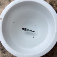 イチオシ✨レックウザ【メダカ】幼魚もしくは成魚の画像