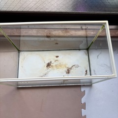 40センチ水槽の画像