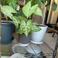 観葉植物セットの画像