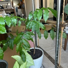 観葉植物セットの画像