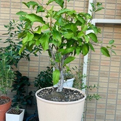 観葉植物セットの画像
