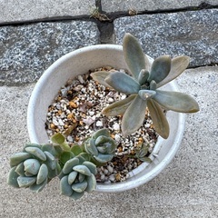 多肉植物②の画像