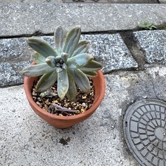 多肉植物②の画像
