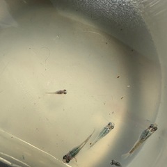 深海メダカ　2ペア若魚　の画像