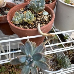 多肉植物③の画像