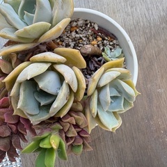 多肉植物④の画像