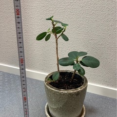 パンダガジュマルの画像