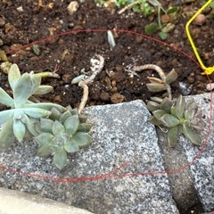 多肉植物⑤ 同時引き取り方に差し上げますの画像