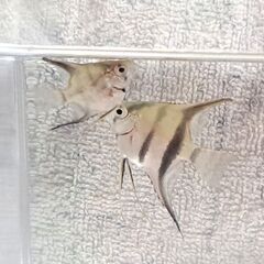 一旦〆　エンゼルフィッシュ幼魚 の画像