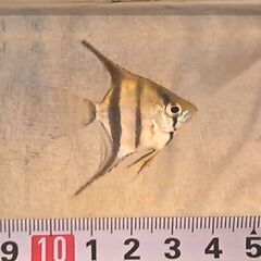 一旦〆　エンゼルフィッシュ幼魚 の画像