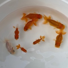 らんちゅう当歳魚の画像