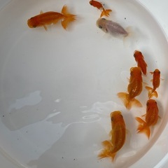 らんちゅう当歳魚の画像