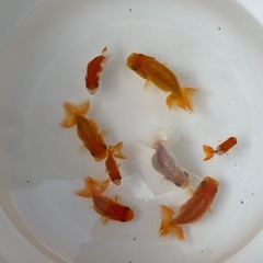らんちゅう当歳魚の画像