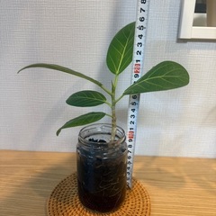 ③フィカス・ベンガレンシス　観葉植物　挿し木　炭植えの画像