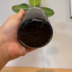 ③フィカス・ベンガレンシス　観葉植物　挿し木　炭植えの画像