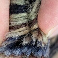 高級なカーペット (ペルシャ絨毯？)の画像