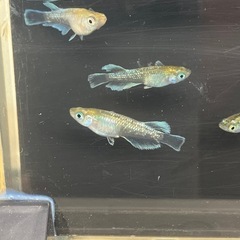 メダカ（エメキン）2ペアの画像