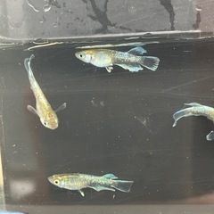 メダカ（エメキン）2ペアの画像