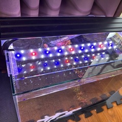 40cm水槽 フィルター ライトセットの画像