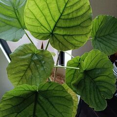 【取引中】観葉植物 フィカスウンベラータの画像