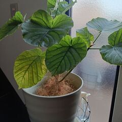 【取引中】観葉植物 フィカスウンベラータの画像