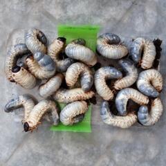 国産カブト幼虫の画像