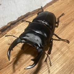 オオクワガタ　ペアの画像