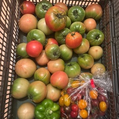 朝一収穫した傷物🍅