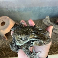ヒキガエル
の画像