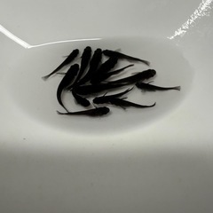 ブラックメダカ1ペアの画像