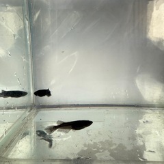 ブラックメダカ1ペアの画像