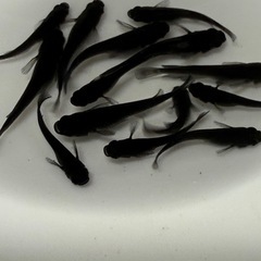 ブラックメダカ1ペアの画像