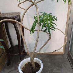 枝曲がり✨アート✨アンガスティ　フォリア　高さ150センチ　大型観葉植物の画像