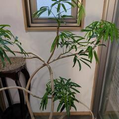枝曲がり✨アート✨アンガスティ　フォリア　高さ150センチ　大型観葉植物の画像