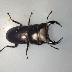 カミジョウオオクワガタ　ペアの画像