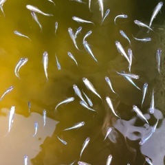 幹之メダカの画像