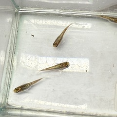 ホワイトラメ系メダカ1ペアの画像