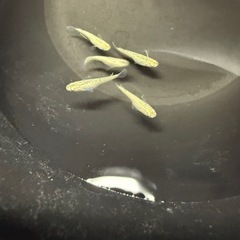 ホワイトラメ系メダカ1ペアの画像