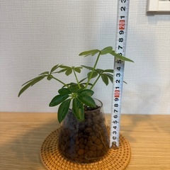 ①カポック　シェフレラ　観葉植物　株分けの画像