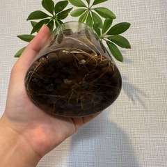 ①カポック　シェフレラ　観葉植物　株分けの画像