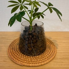 ①カポック　シェフレラ　観葉植物　株分けの画像