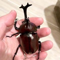 カブトムシの幼虫の画像