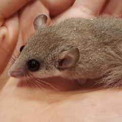 アフリカヤマネ