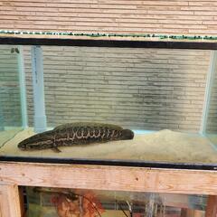 雷魚　約40cm  ワイルド個体の画像