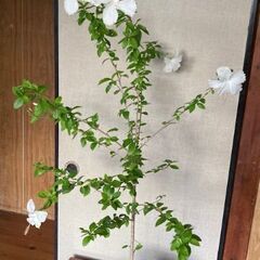 ハイビスカス（ホワイトバタフライ）鉢植えの画像