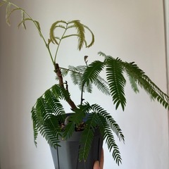 観葉植物 エバーフレッシュ曲がり 3.5号の画像