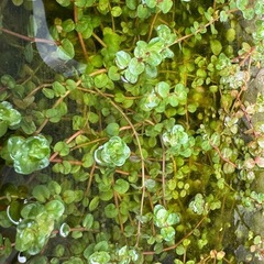 水草🌱‬‪の画像