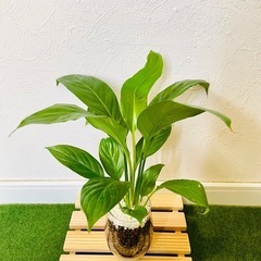 スパティフィラム　観葉植物　ハイドロカルチャーの画像
