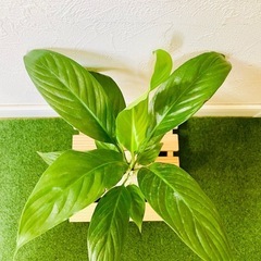 スパティフィラム　観葉植物　ハイドロカルチャーの画像